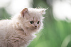 British Longhair Kitten