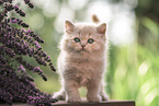 British Longhair Kitten