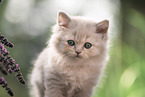 British Longhair Kitten