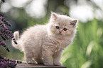 British Longhair Kitten
