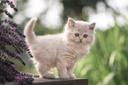 British Longhair Kitten