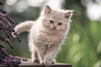 British Longhair Kitten