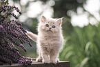 British Longhair Kitten
