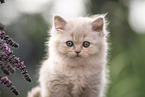 British Longhair Kitten