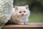 British Longhair Kitten