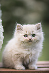 British Longhair Kitten