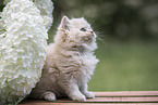 British Longhair Kitten