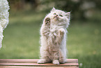 British Longhair Kitten