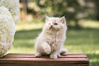 British Longhair Kitten