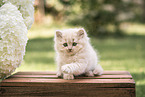 British Longhair Kitten