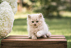 British Longhair Kitten