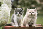 British Longhair Kitten