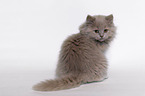 Highlander Kitten