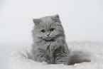 Highlander Kitten