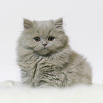 Highlander Kitten