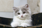 Highlander Kitten