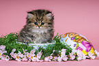 Highlander Kitten