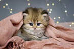 Highlander Kitten