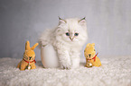 Highlander Kitten