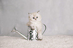 Highlander Kitten
