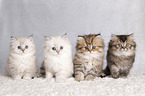 Highlander Kitten