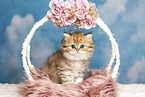 Highlander Kitten