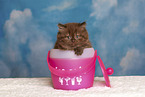 Highlander Kitten