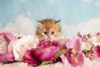 Highlander Kitten