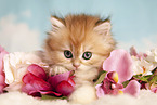Highlander Kitten