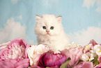 Highlander Kitten