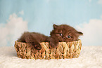 Highlander Kitten