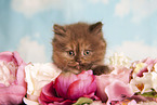 Highlander Kitten