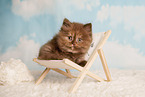 Highlander Kitten