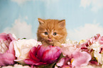 Highlander Kitten