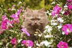 Highlander Kitten