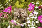 Highlander Kitten