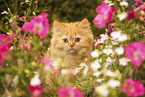 Highlander Kitten