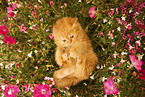 Highlander Kitten