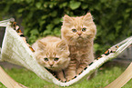 Highlander Kitten