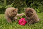 Highlander Kitten