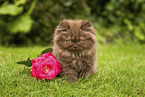 Highlander Kitten