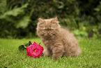 Highlander Kitten