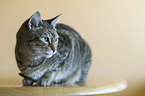 sitting Kanaani Cat