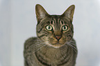 Kanaani Cat portrait