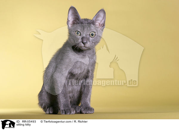 sitzendes Korat Ktzchen / sitting kitty / RR-05493