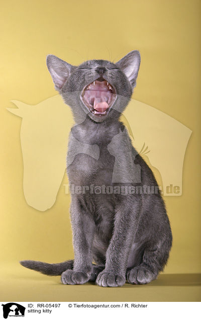 sitzendes Korat Ktzchen / sitting kitty / RR-05497