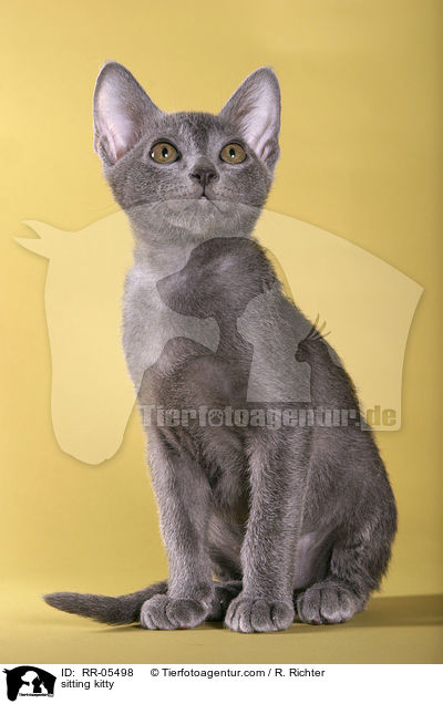 sitzendes Korat Ktzchen / sitting kitty / RR-05498