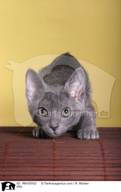 Korat Ktzchen / kitty / RR-05502