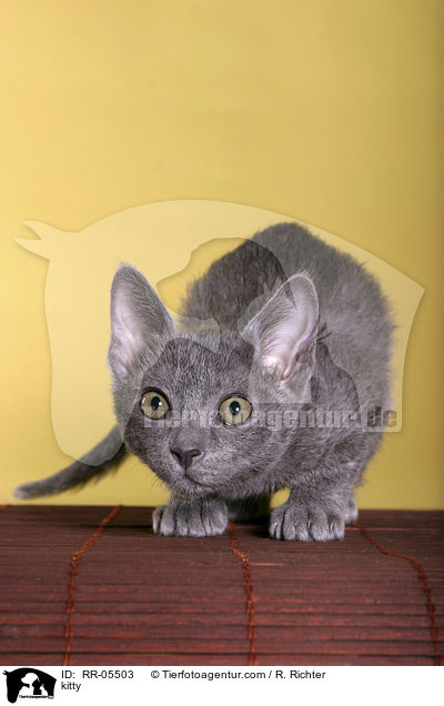 Korat Ktzchen / kitty / RR-05503