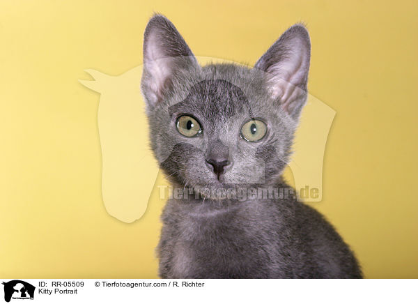 Korat Ktzchen / Kitty Portrait / RR-05509